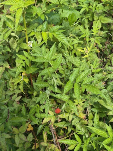 Rubus rosifolius observed 2026-10-25