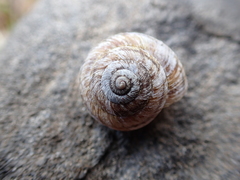 Oreohelix strigosa