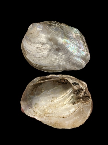 Amblema plicata plicata observed 2026-10-26