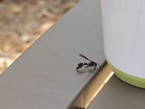 Fraternal Potter Wasp