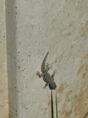 Hemidactylus platyurus observed 2026-10-26