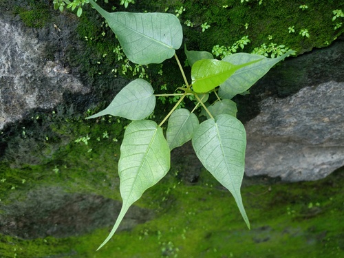 Ficus religiosa observed 2026-10-26
