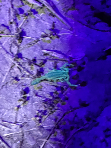 Striped Bark Scorpion