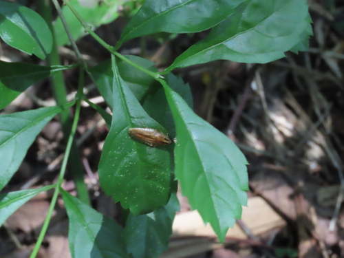 Asian Cockroach
