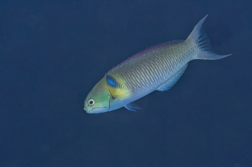 Thalassoma amblycephalum observed 2026-10-18