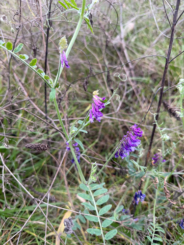 Vicia villosa observed 2026-10-25