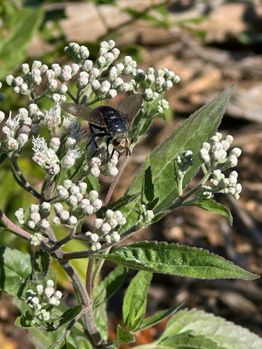 Archytas metallicus