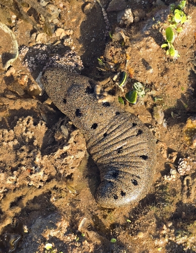Holothuria observed 2026-10-26