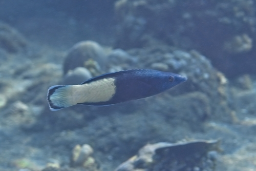 Labroides bicolor observed 2026-10-19