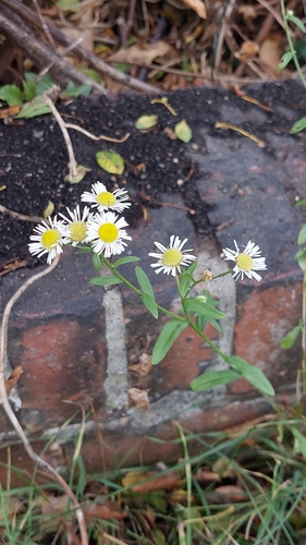 Erigeron annuus observed 2026-10-26