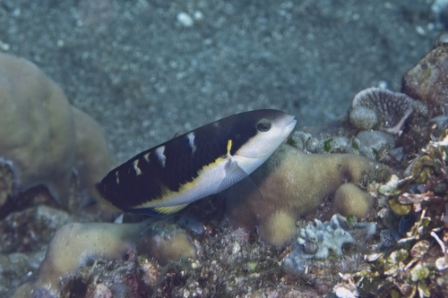 Thalassoma jansenii observed 2026-10-19