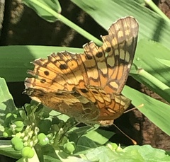 Euptoieta claudia