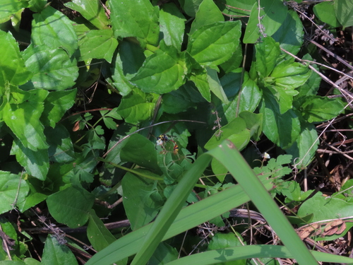 Yellow-and-black Potter Wasp