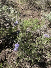 Clematis hirsutissima