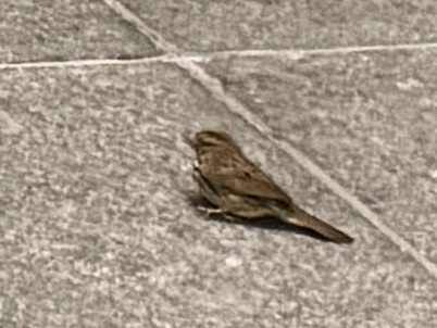 Song Sparrow