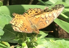 Euptoieta claudia