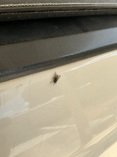 Common House Fly