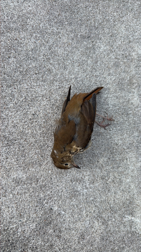 Hermit Thrush