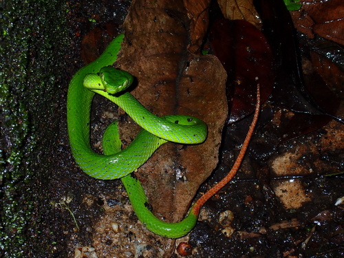 Trimeresurus popeiorum observed 2026-10-20