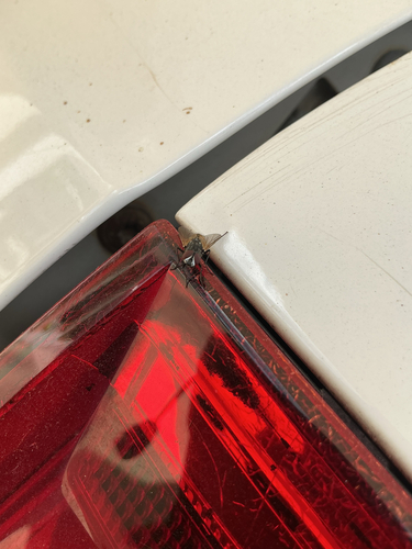 Common House Fly