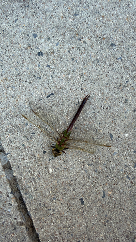 Common Green Darner