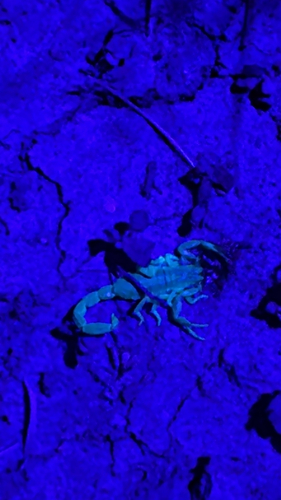 Striped Bark Scorpion