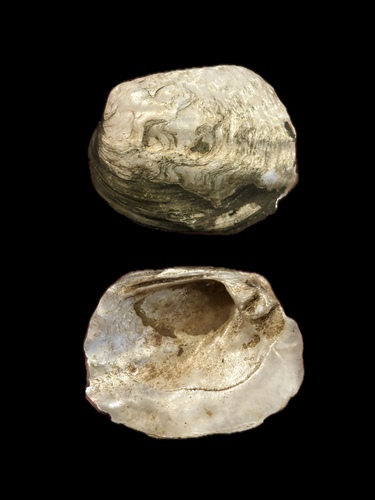 Amblema plicata plicata observed 2026-10-26