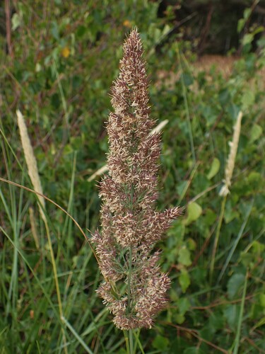 Calamagrostis
