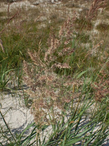 Calamagrostis