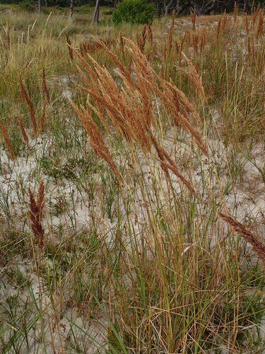 Calamagrostis