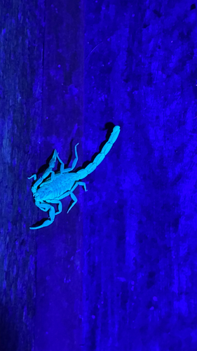 Striped Bark Scorpion