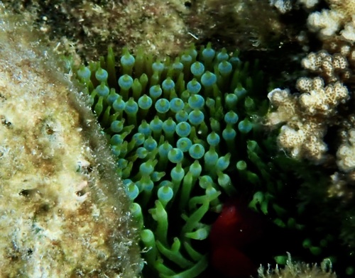 Entacmaea quadricolor observed 2026-10-26