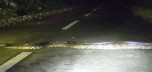 Malayopython reticulatus observed 2026-10-26