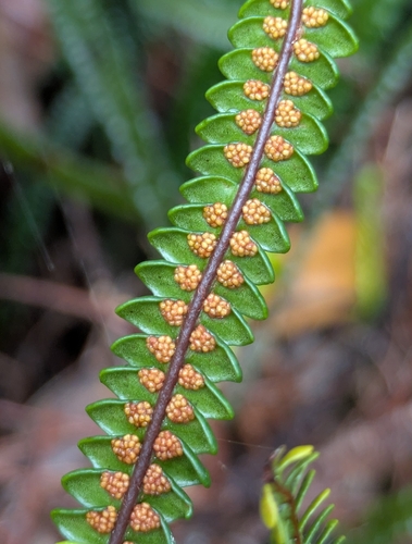 Stromatopteris moniliformis observed 2026-10-26