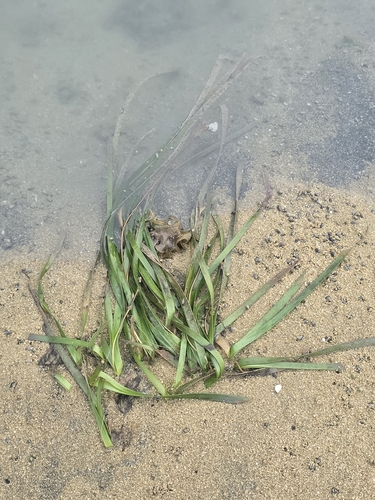Enhalus acoroides observed 2026-10-26