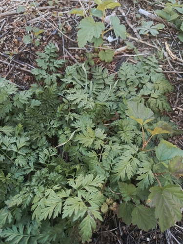 Anthriscus sylvestris observed 2026-10-26