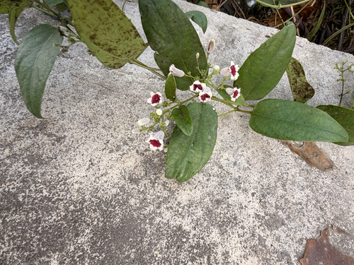 Paederia observed 2026-10-26