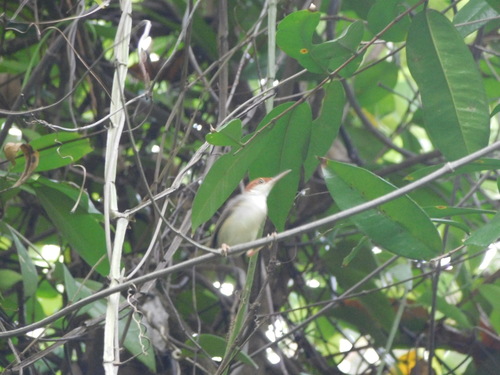 Orthotomus sericeus observed 2026-10-23