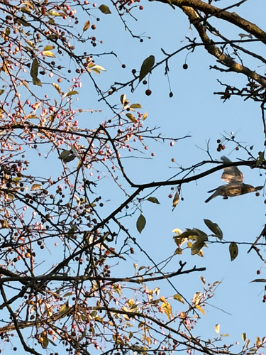 Cedar Waxwing