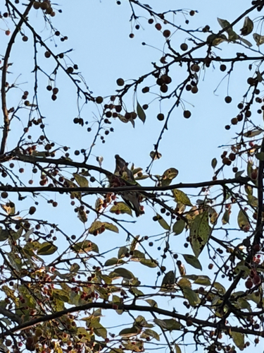 Cedar Waxwing