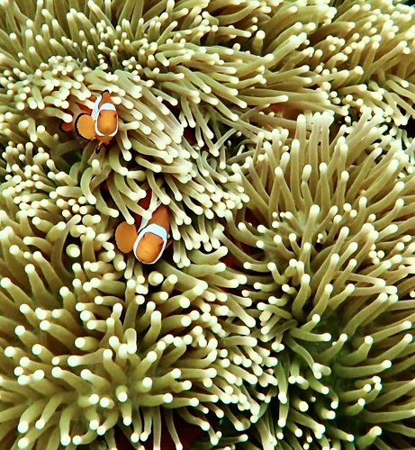 Amphiprion percula photograph by the iNaturalist community