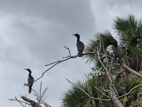 Neotropic Cormorant