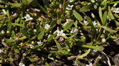 Limosella acaulis