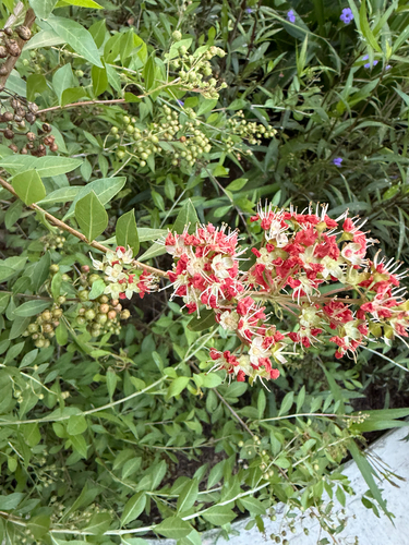 Lawsonia inermis observed 2026-10-26