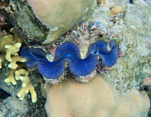 Tridacna maxima observed 2026-10-26