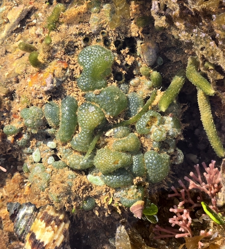 Dictyosphaeria observed 2026-10-26