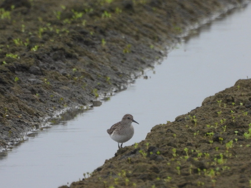 Calidris subminuta, 2026-10-24