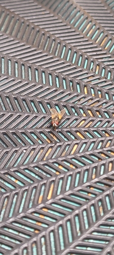 Common House Fly
