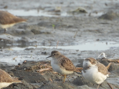 Calidris subminuta, 2026-10-24