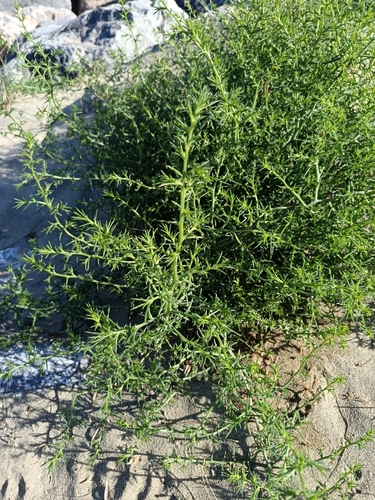 Salsola kali observed 2026-10-25